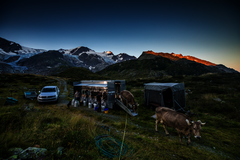 Morgentliches melken der Alpkäserei Steingletscher